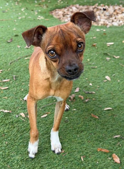 LEON, Adoptable, Adult Male Chihuahua & Mixed Breed.