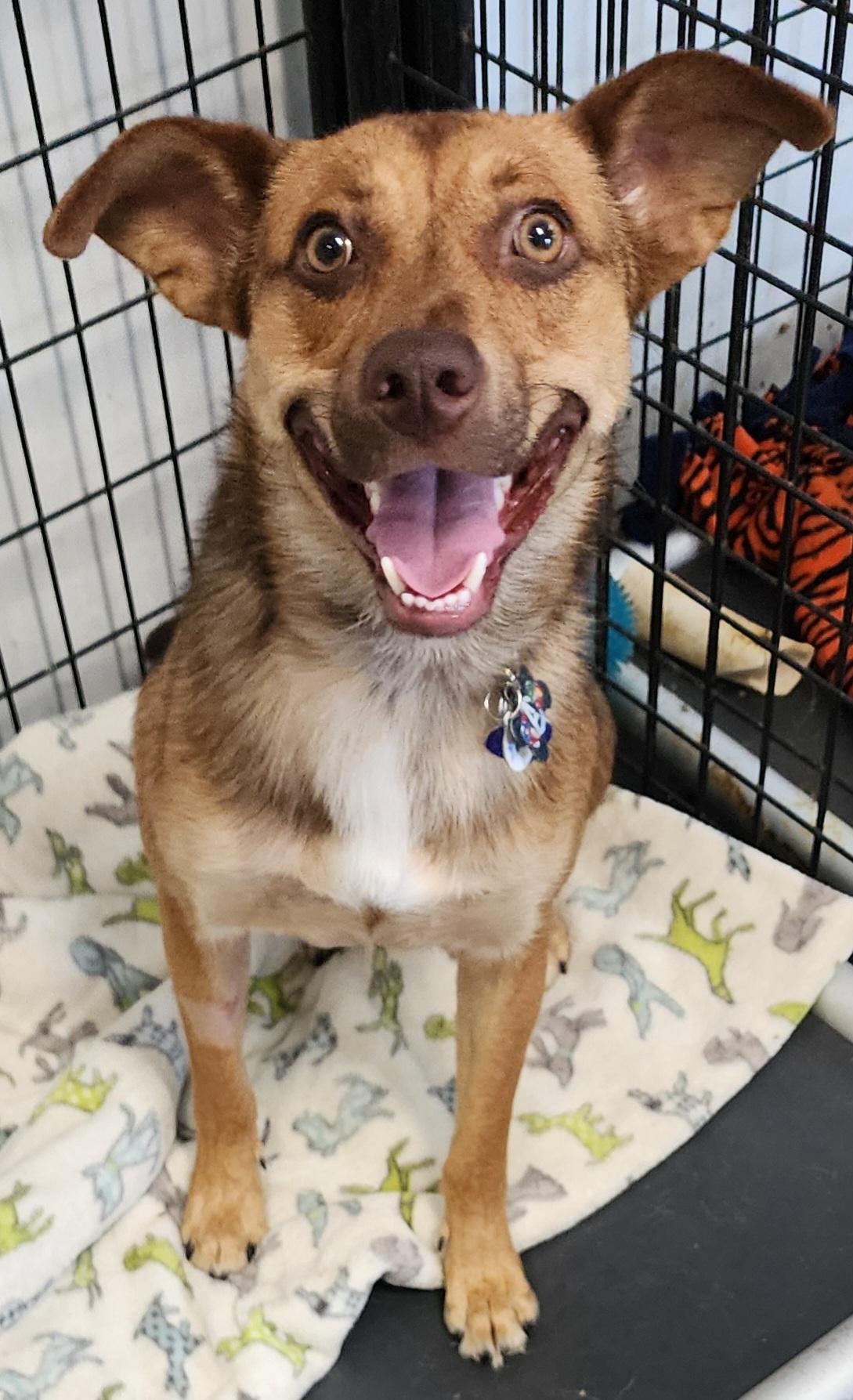 Rocket, Adoptable, Young Male German Shepherd Dog.