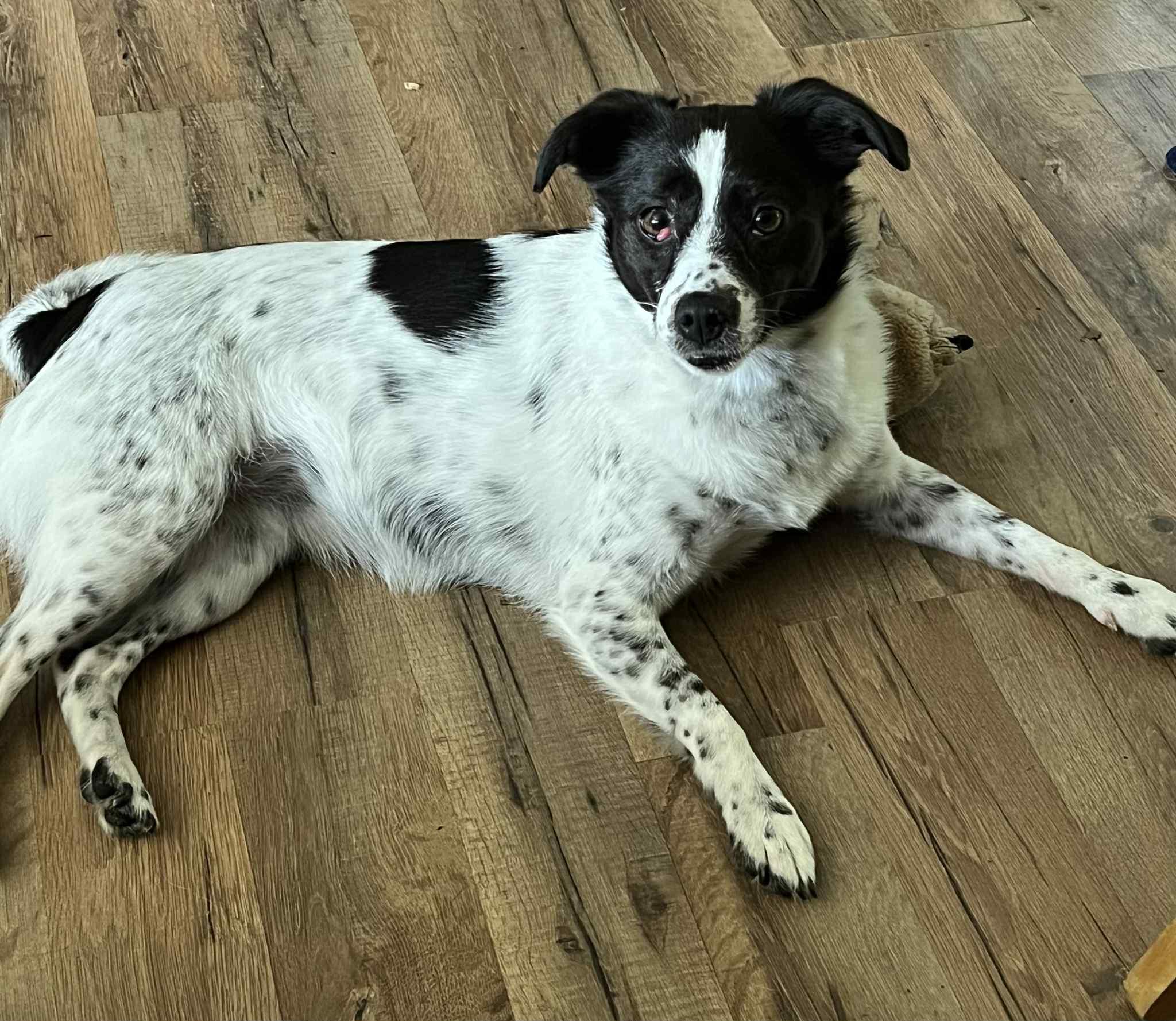 Jersey, a Adoptable mixed breed in Toledo, OH image 1/3