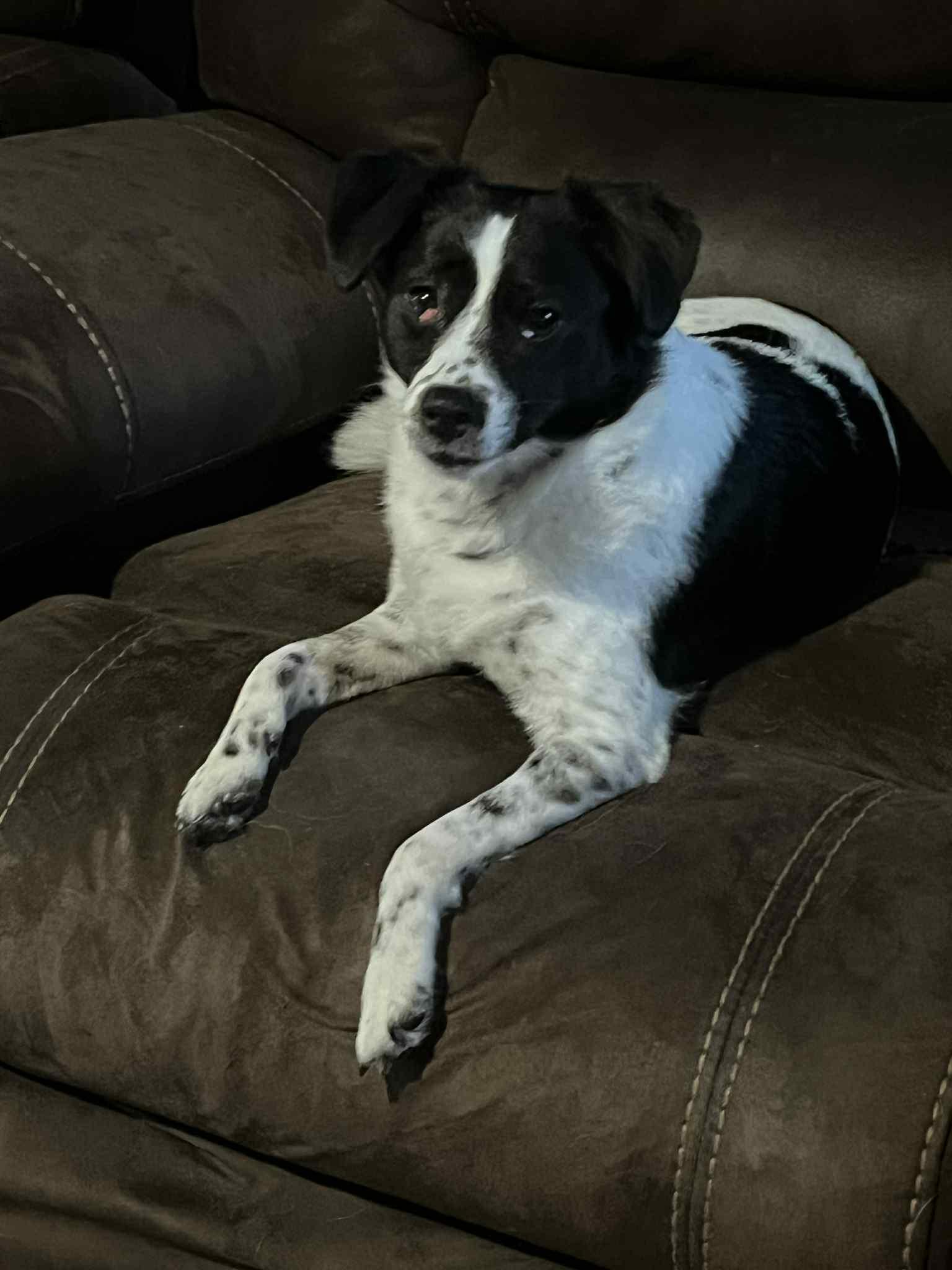 Jersey, a Adoptable mixed breed in Toledo, OH image 2/3