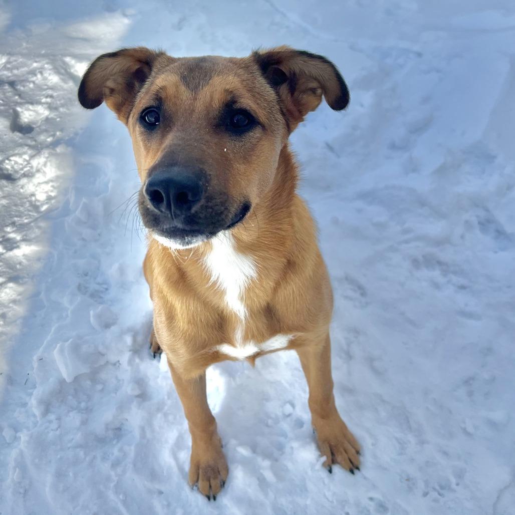 Sasha, Adoptable, Young Female Shepherd.