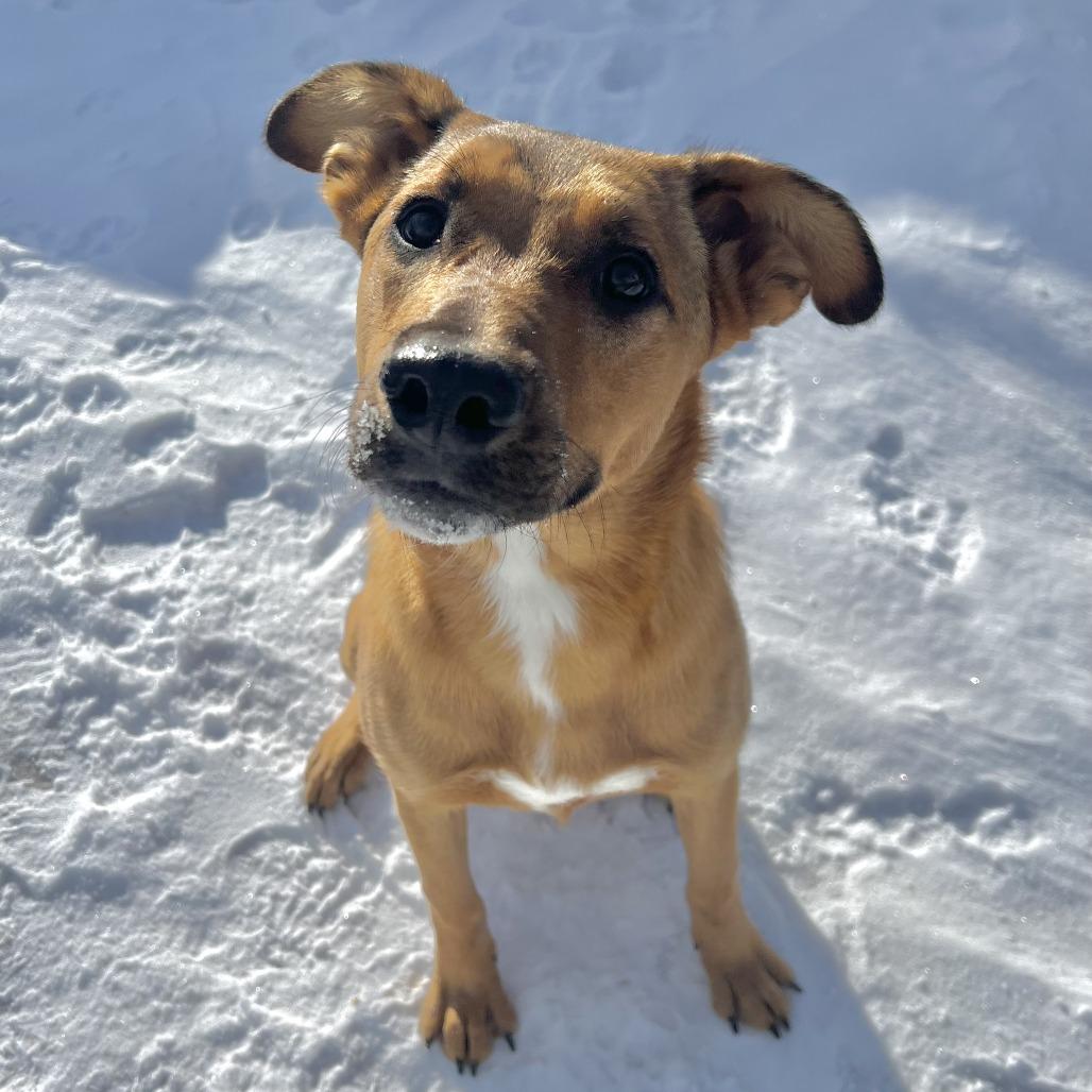 Enlarge Sasha, a Adoptable mixed breed in Wadena, MN image 2/4
