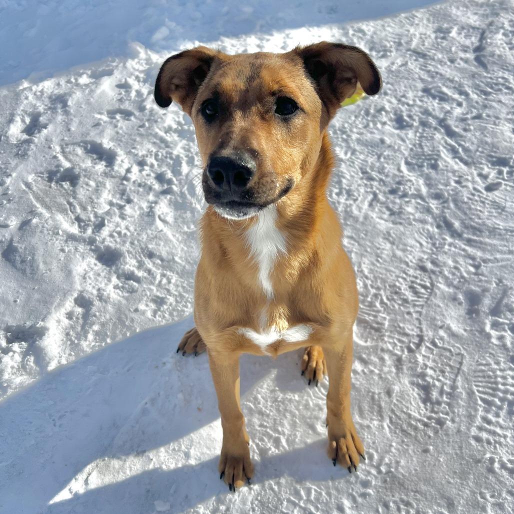 Enlarge Sasha, a Adoptable mixed breed in Wadena, MN image 3/4