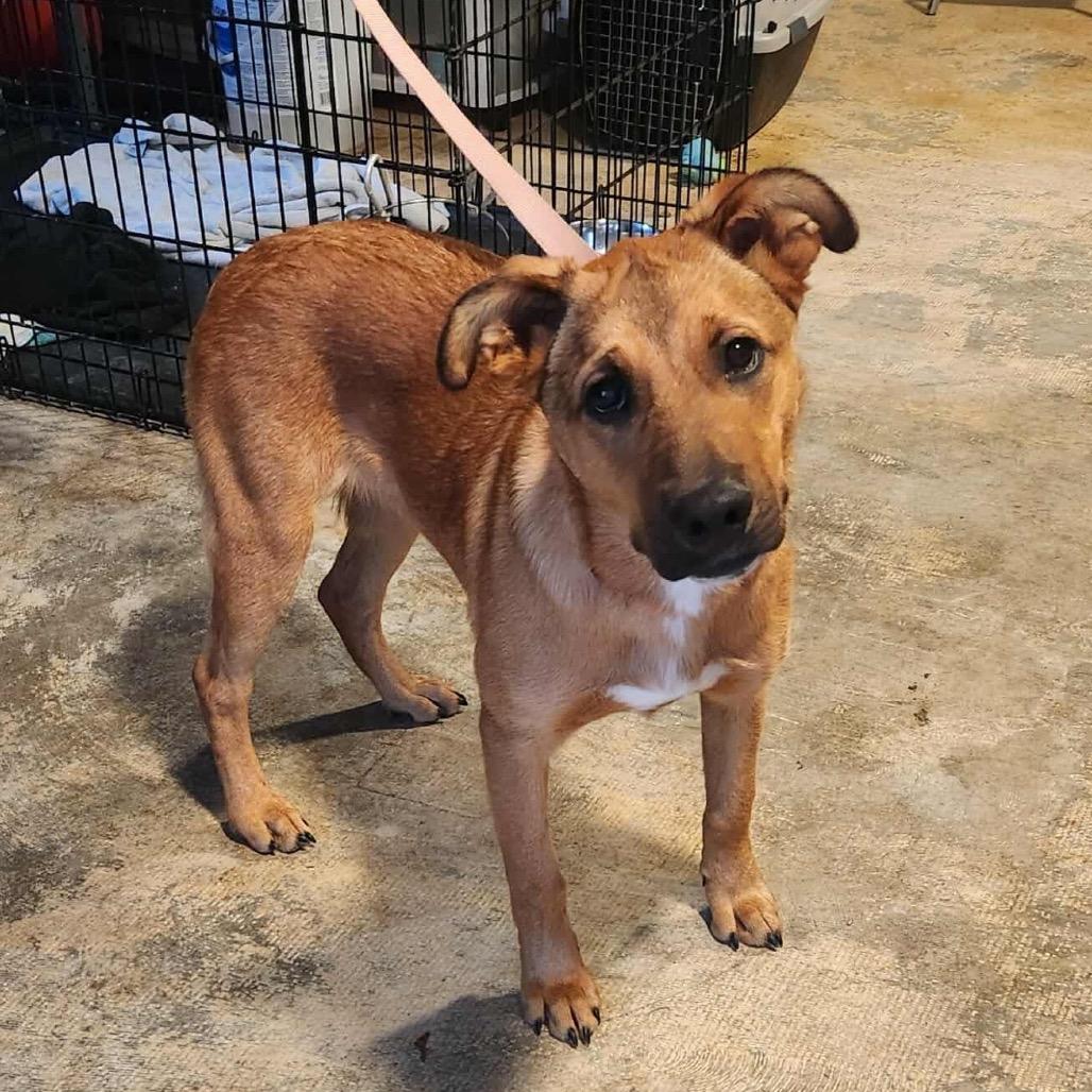 Enlarge Sasha, a Adoptable mixed breed in Wadena, MN image 4/4