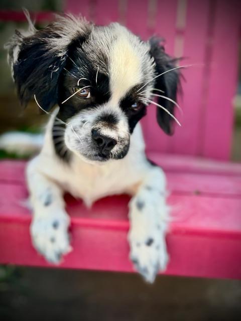 Raybans, Baby Male Cocker Spaniel