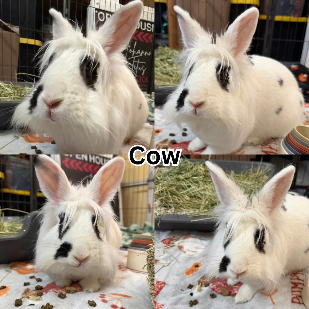 Cow, ADOPTABLE, Adult Female Lionhead & English Spot.