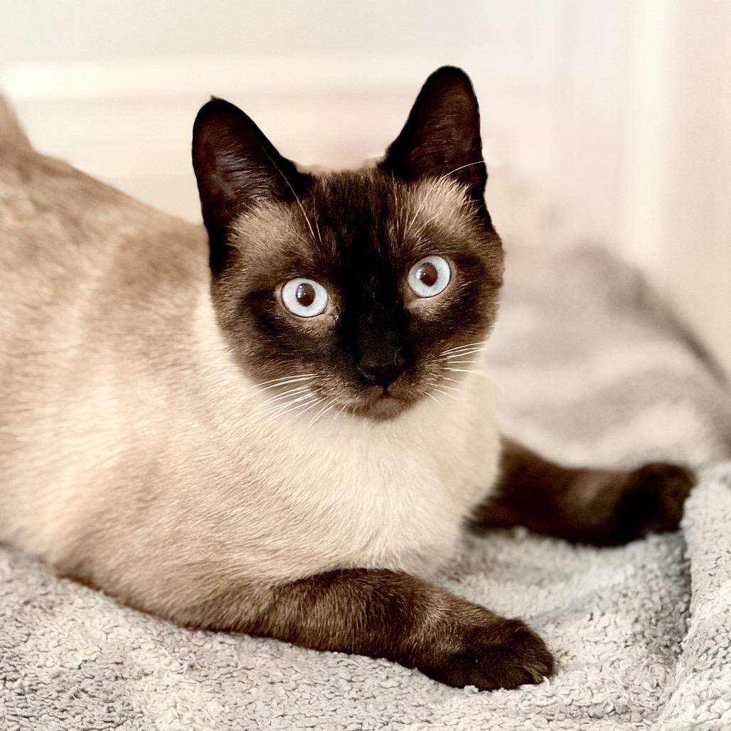 Alfred Wimster, Adoptable, Young Male Siamese.