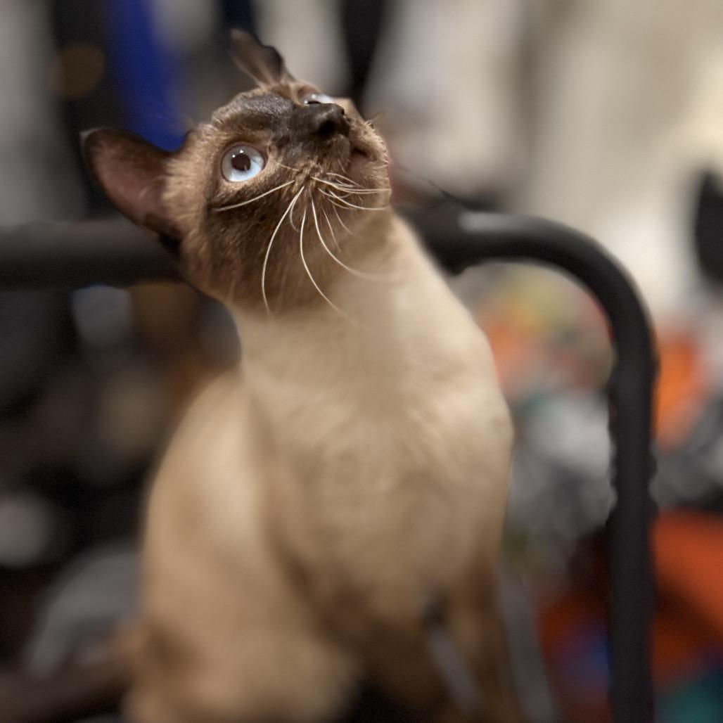 Enlarge Alfred Wimster, a Adoptable Siamese in Menifee, CA image 3/6