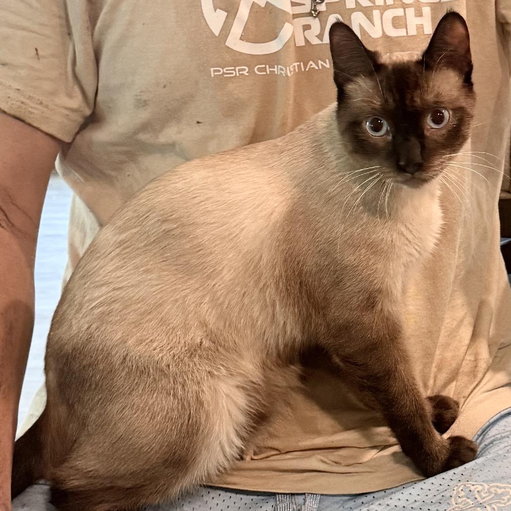 Enlarge Alfred Wimster, a Adoptable Siamese in Menifee, CA image 4/6
