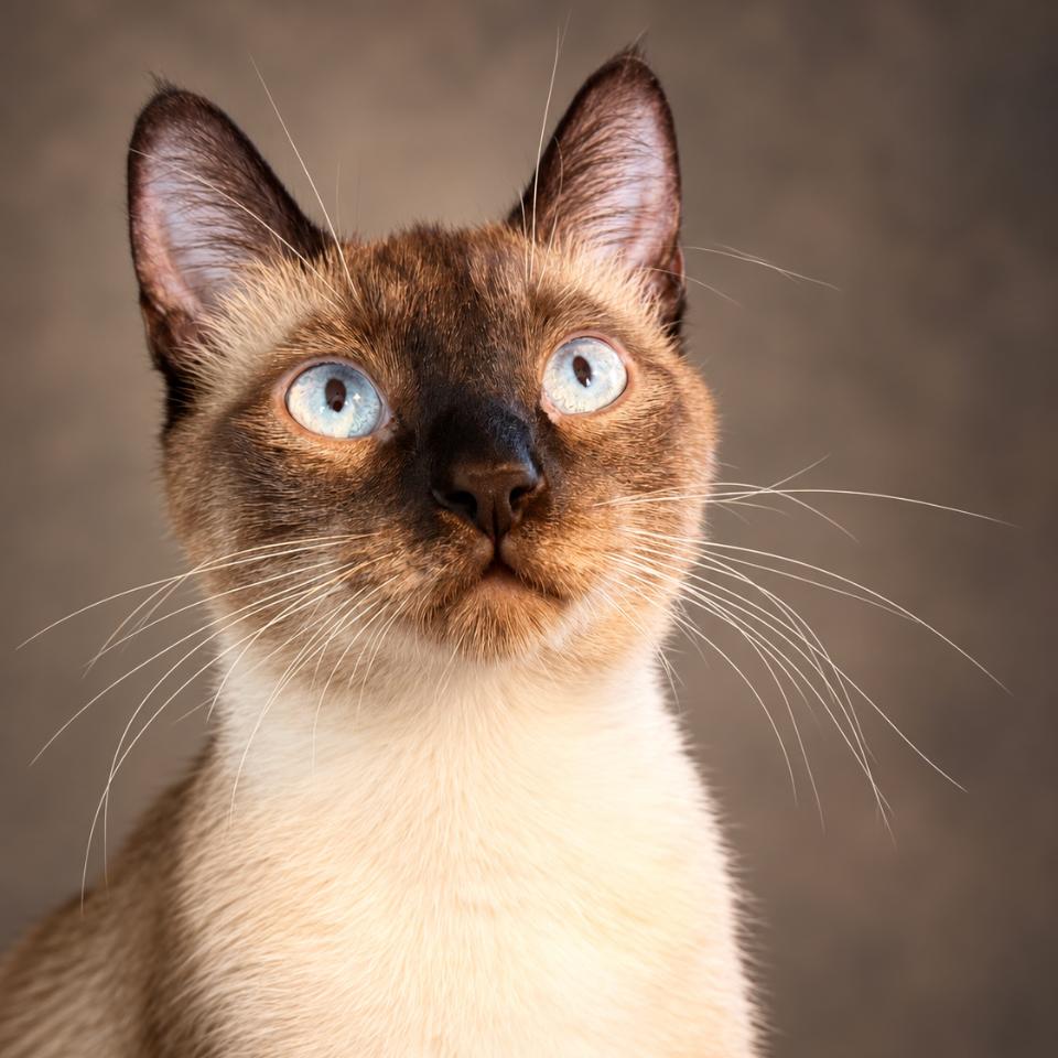Enlarge Alfred Wimster, a Adoptable Siamese in Menifee, CA image 2/6
