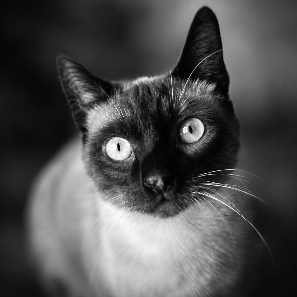 Enlarge Alfred Wimster, a Adoptable Siamese in Menifee, CA image 5/6