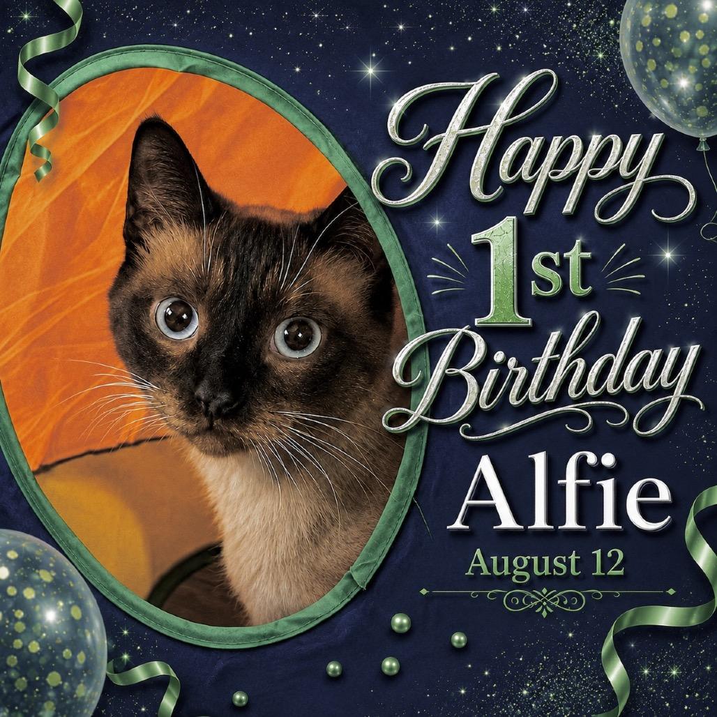 Enlarge Alfred Wimster, a Adoptable Siamese in Menifee, CA image 6/6