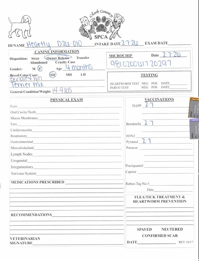 Heartly, Adoptable, Puppy Female Terrier.