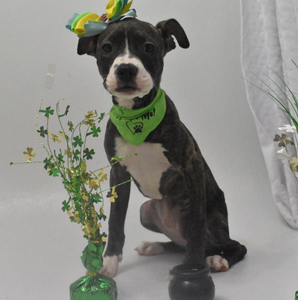 Enlarge Heartly, a Adoptable Terrier in Springfield, OH image 2/5