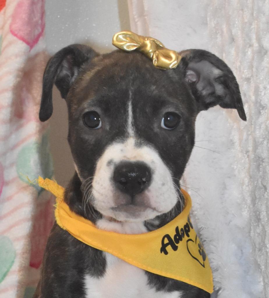 Enlarge Heartly, a Adoptable Terrier in Springfield, OH image 3/5