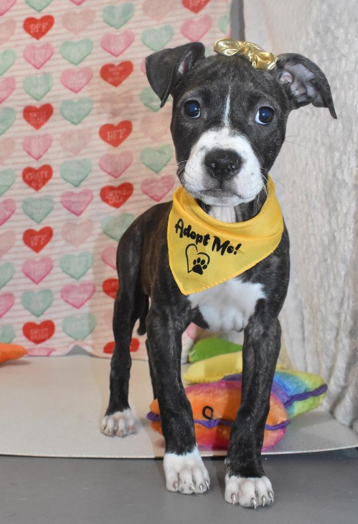 Enlarge Heartly, a Adoptable Terrier in Springfield, OH image 4/5