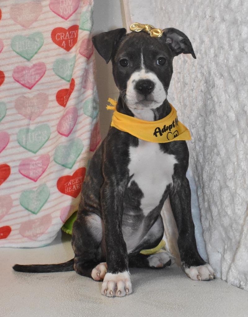 Enlarge Heartly, a Adoptable Terrier in Springfield, OH image 5/5