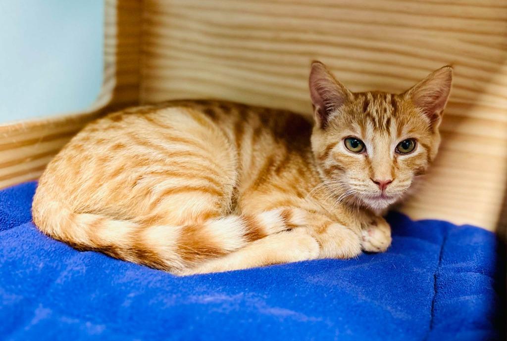 Baymax, Adoptable, Kitten Male Domestic Short Hair.