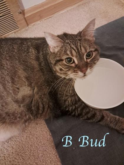 B-Bub, Adoptable, Adult Female Domestic Short Hair & Domestic Short Hair.