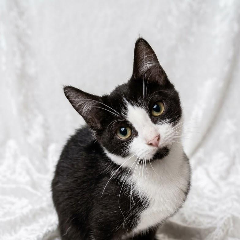 Enlarge Ozzy, a Adoptable Domestic Short Hair in Portsmouth, NH image 3/5