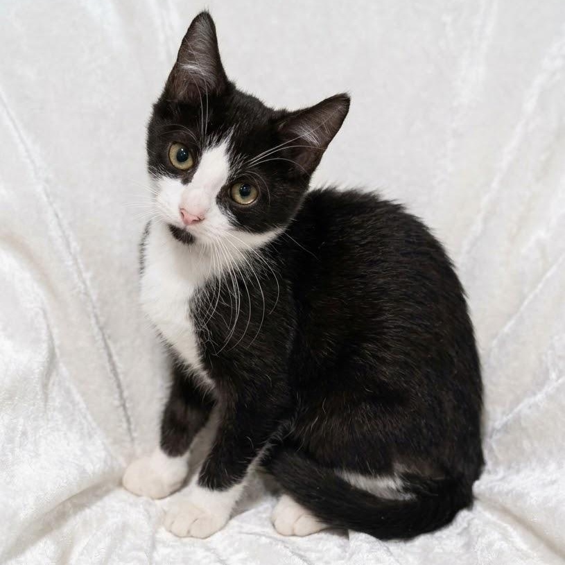 Enlarge Ozzy, a Adoptable Domestic Short Hair in Portsmouth, NH image 1/5