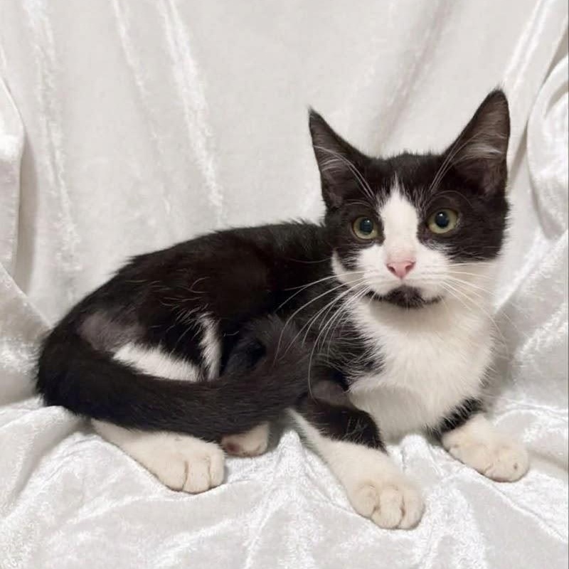 Enlarge Ozzy, a Adoptable Domestic Short Hair in Portsmouth, NH image 5/5