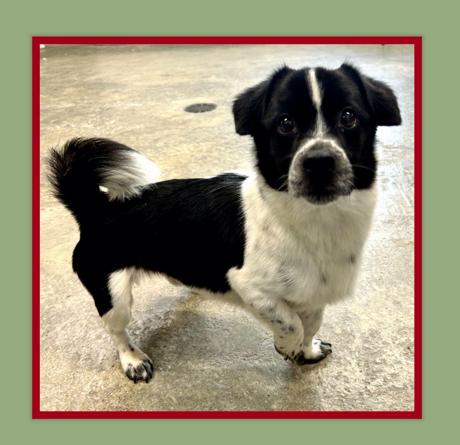 Enlarge Kane, an adopted Jack Russell Terrier in Franklin, IN image 1/2