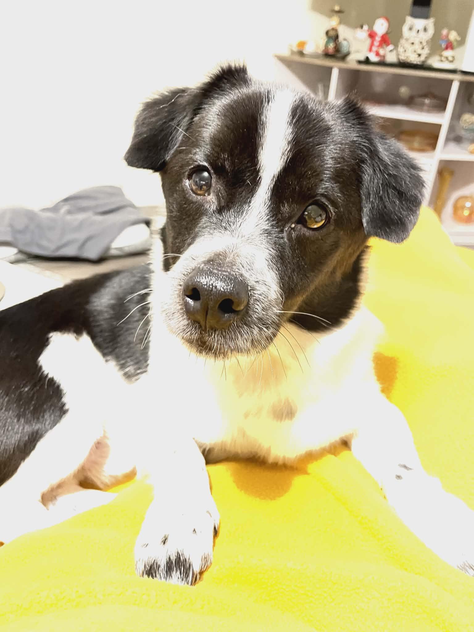 Enlarge Kane, an adopted Jack Russell Terrier in Franklin, IN image 2/2