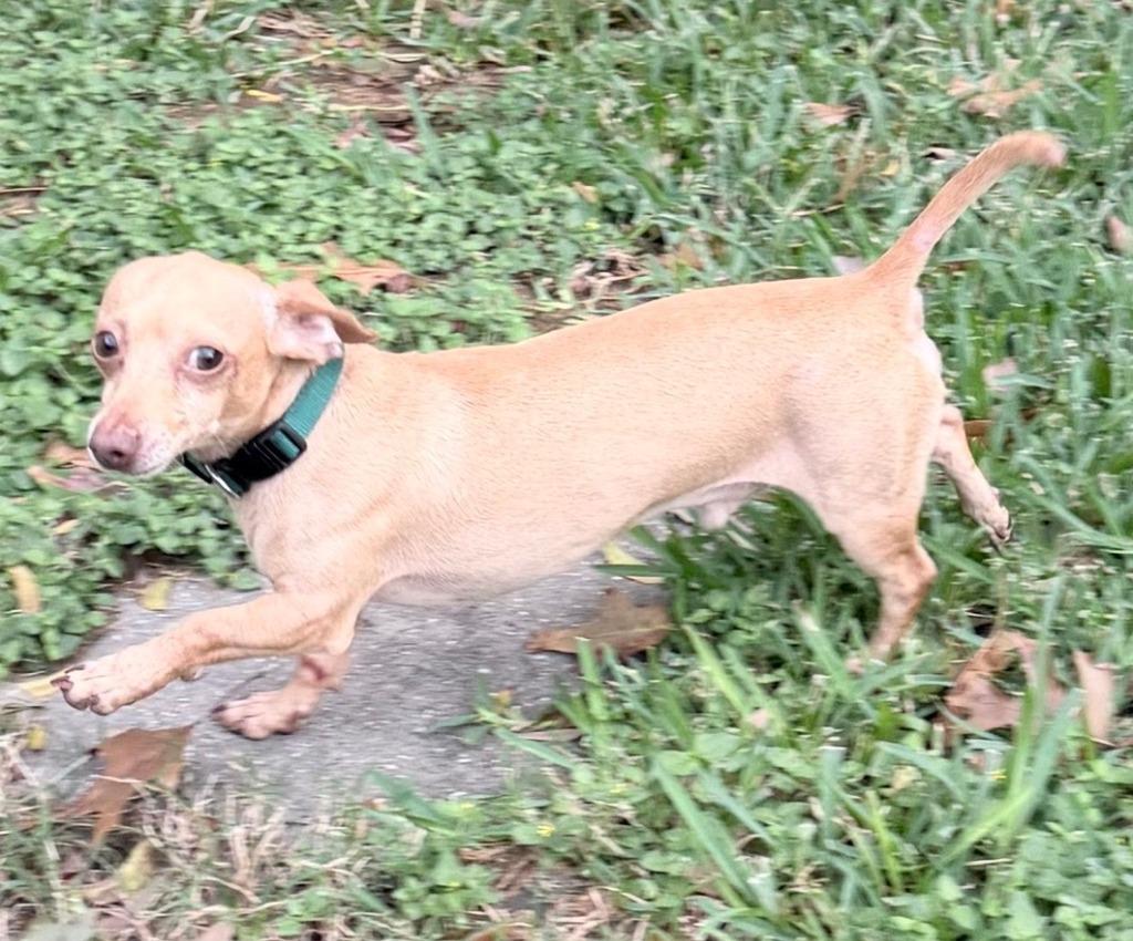 Enlarge Russo, a Adopted Chihuahua in Logan, UT image 1/1