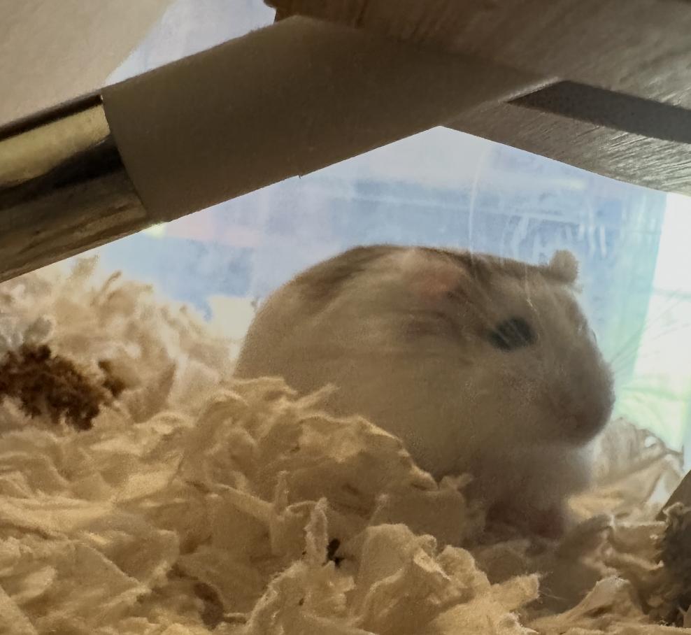 Enlarge Scylla SPECIAL NEEDS, a ADOPTABLE Dwarf Hamster in Minneapolis, MN image 4/5
