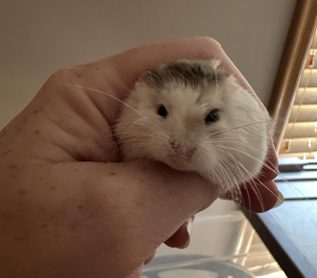 Enlarge Scylla SPECIAL NEEDS, a ADOPTABLE Dwarf Hamster in Minneapolis, MN image 2/5
