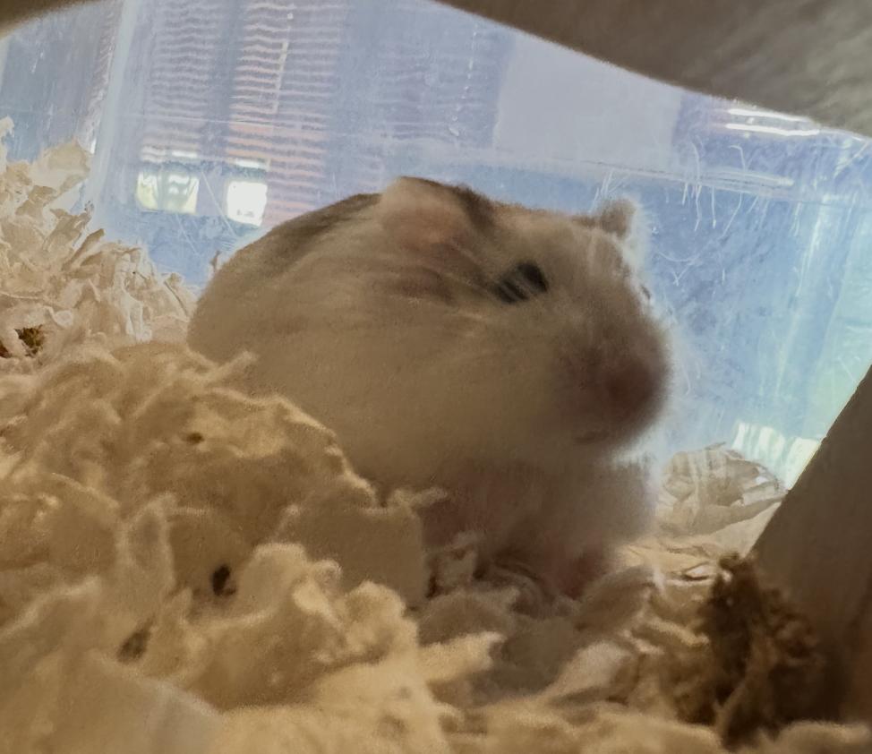 Enlarge Scylla SPECIAL NEEDS, a ADOPTABLE Dwarf Hamster in Minneapolis, MN image 1/5