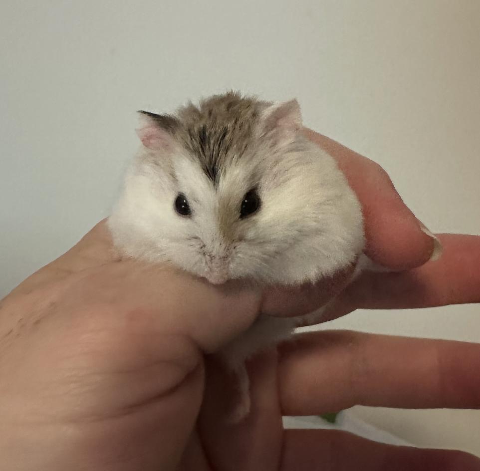 Enlarge Scylla SPECIAL NEEDS, a ADOPTABLE Dwarf Hamster in Minneapolis, MN image 5/5