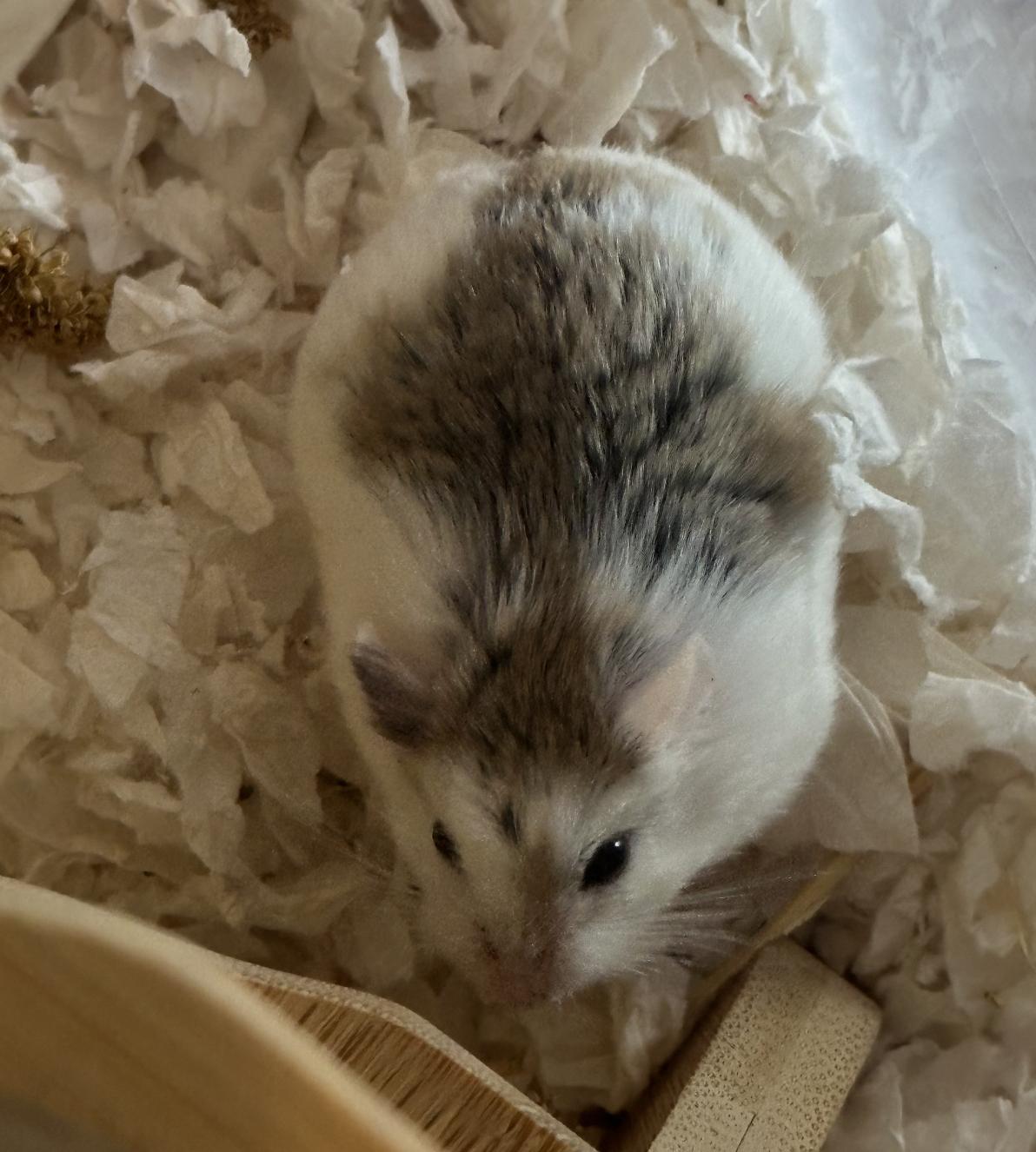 Enlarge Scylla SPECIAL NEEDS, a ADOPTABLE Dwarf Hamster in Minneapolis, MN image 3/5