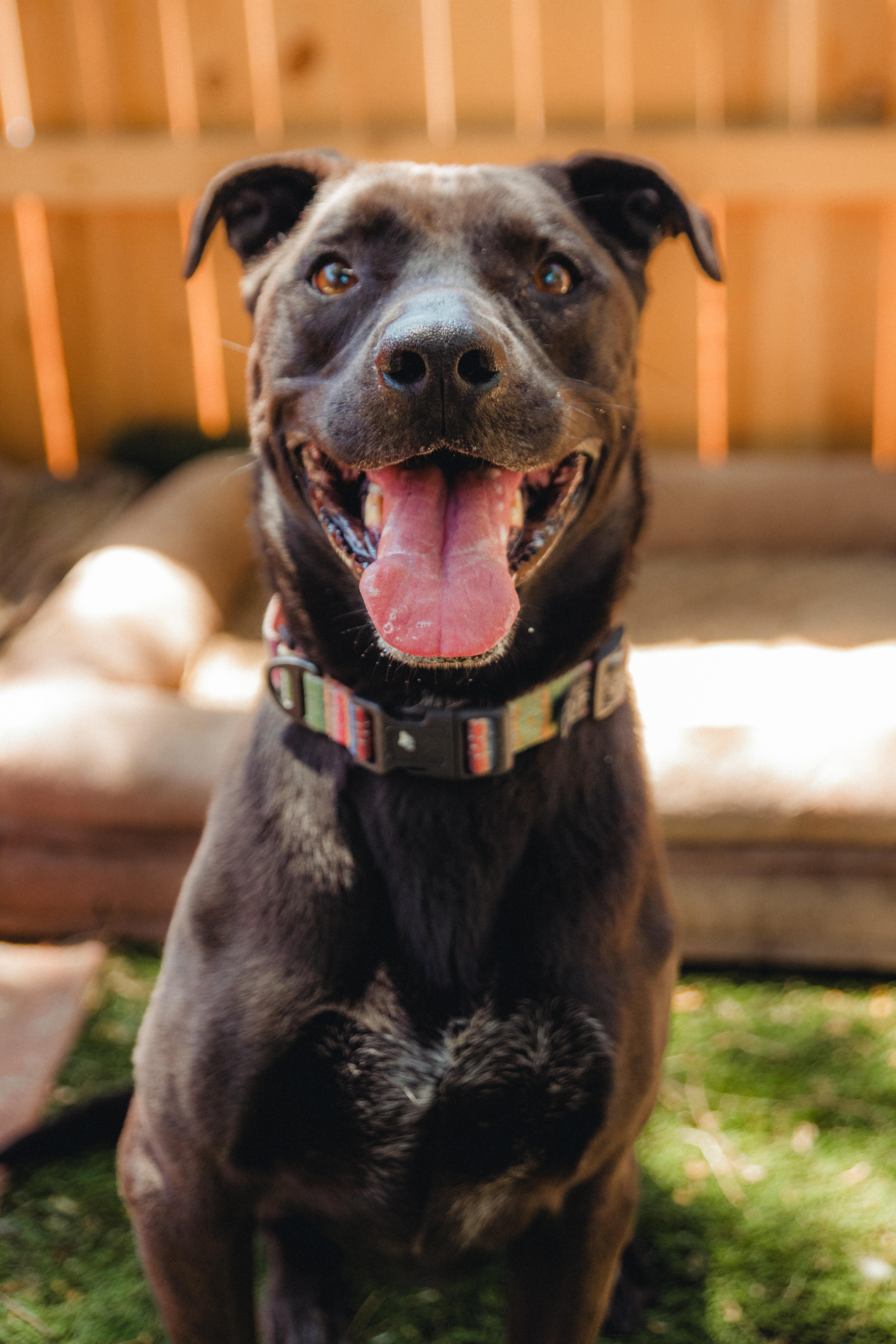 Enlarge Stella, a Adoptable mixed breed in West Hollywood, CA image 2/6