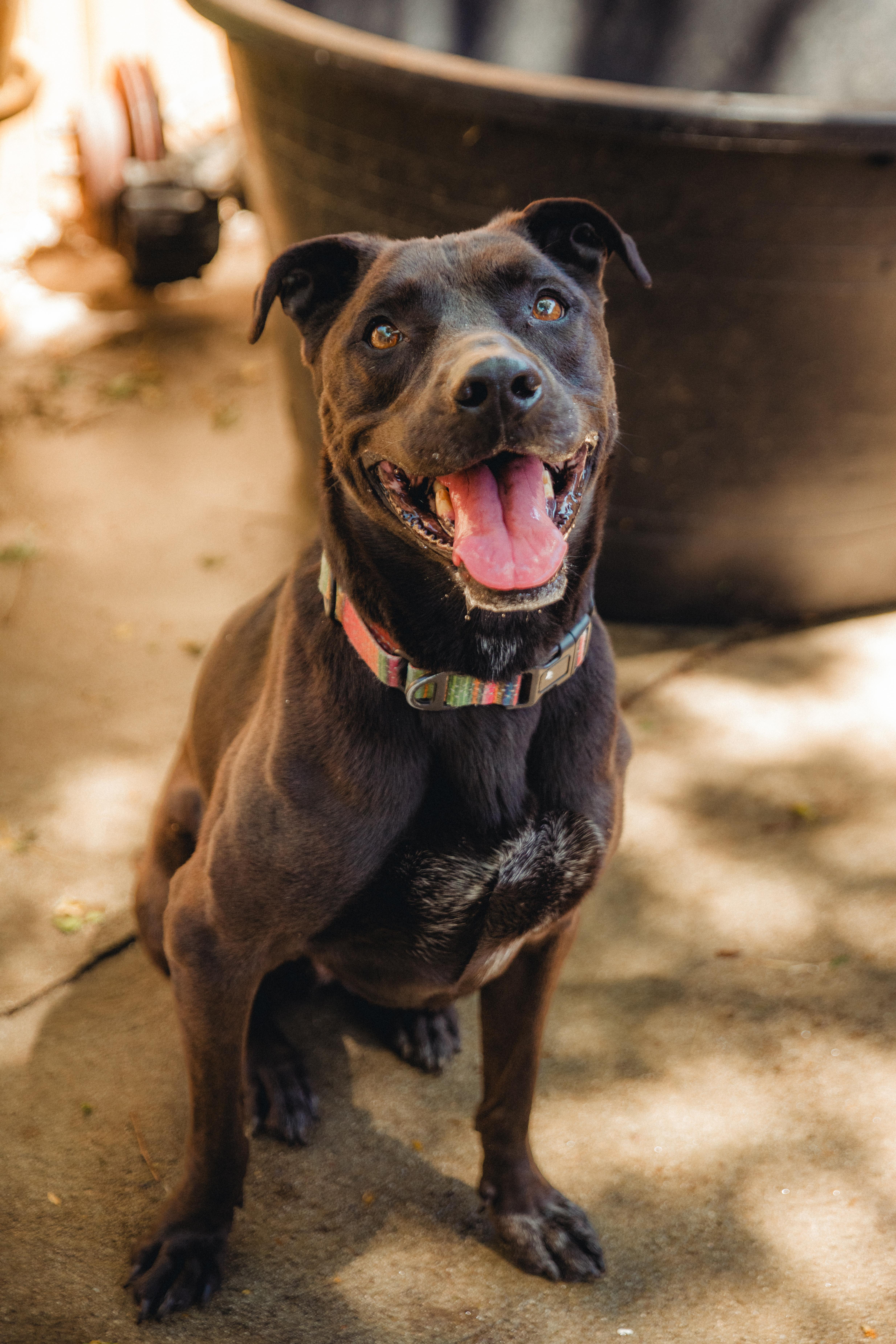 Enlarge Stella, a Adoptable mixed breed in West Hollywood, CA image 1/6