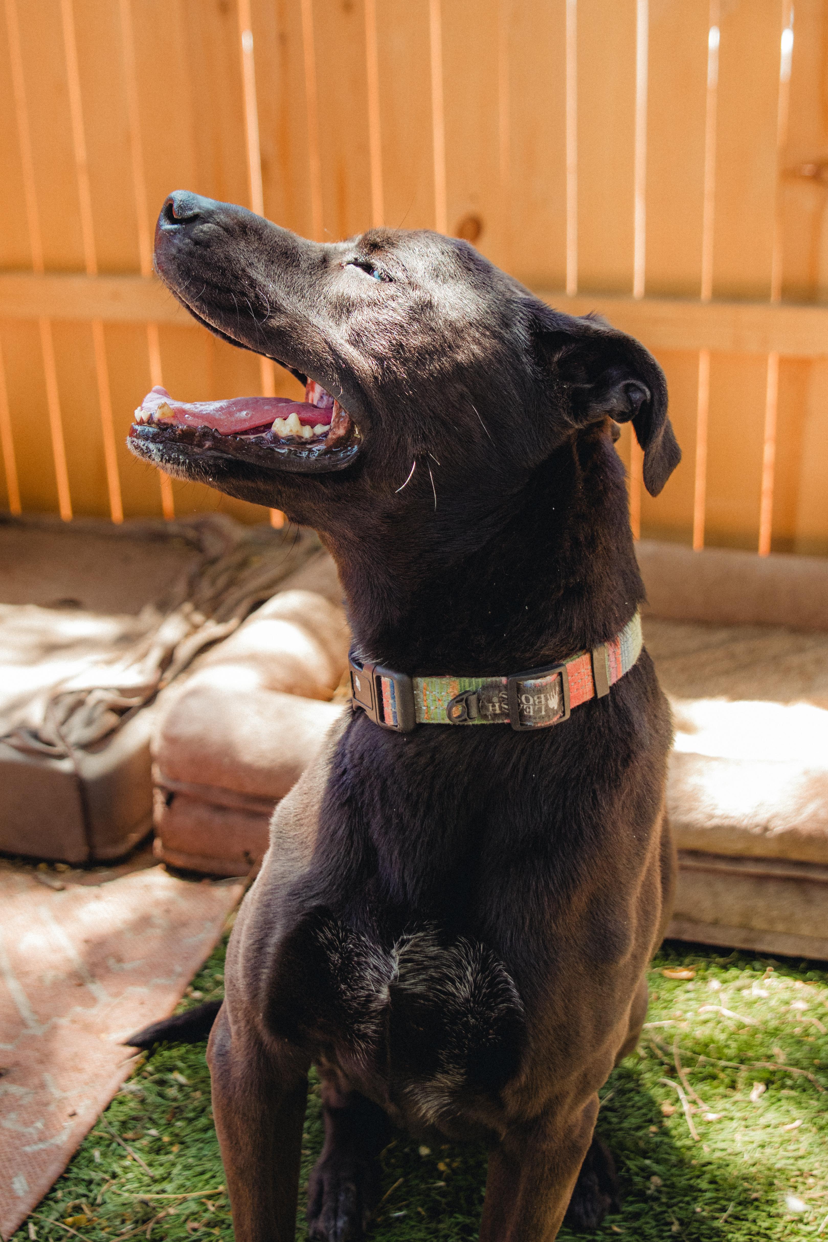 Enlarge Stella, a Adoptable mixed breed in West Hollywood, CA image 6/6