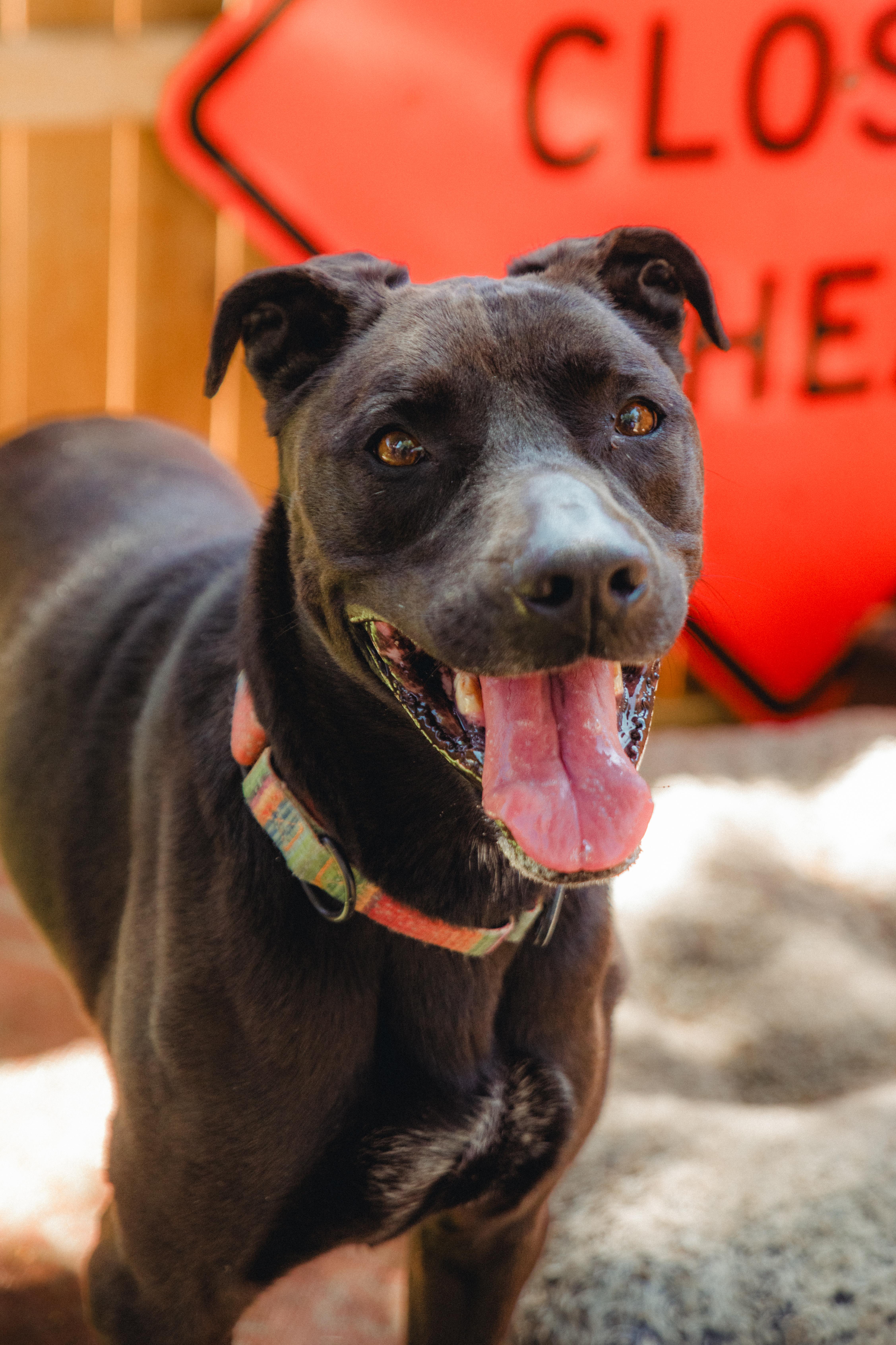 Enlarge Stella, a Adoptable mixed breed in West Hollywood, CA image 3/6