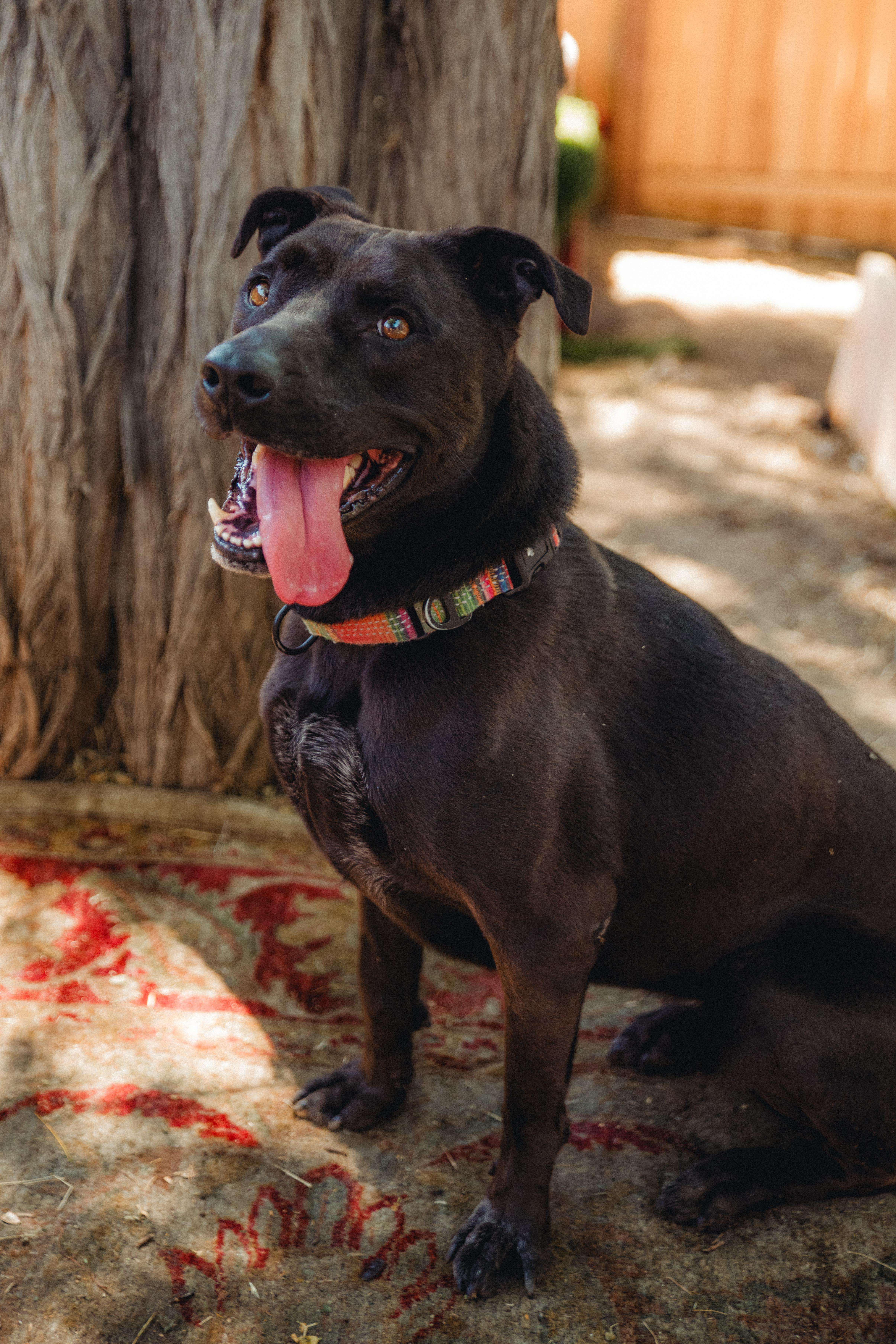 Enlarge Stella, a Adoptable mixed breed in West Hollywood, CA image 4/6