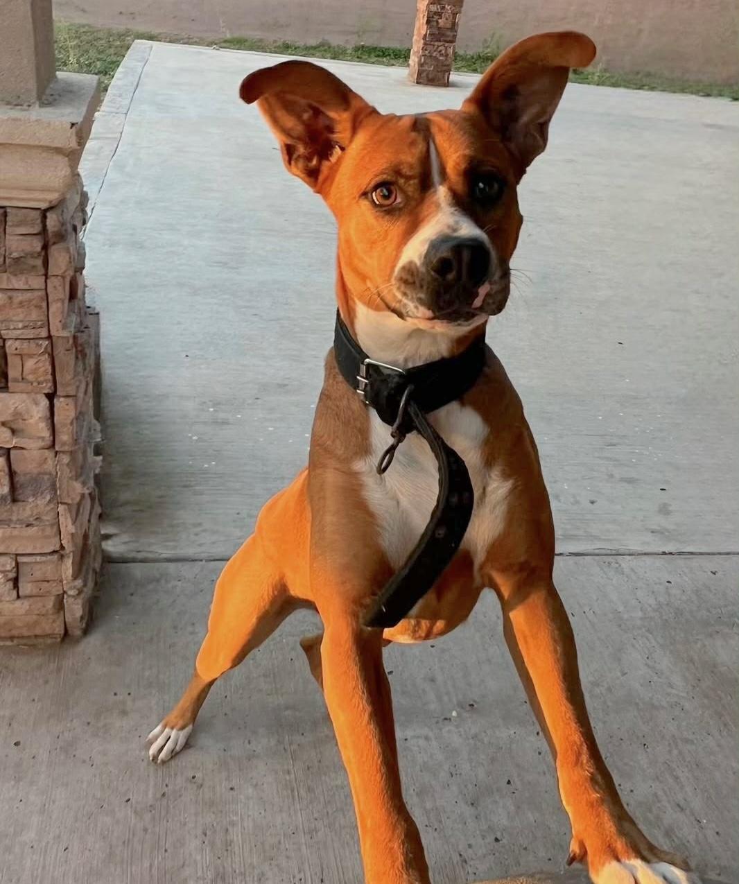 Enlarge Axel, a ADOPTABLE mixed breed in Boston, MA image 3/6