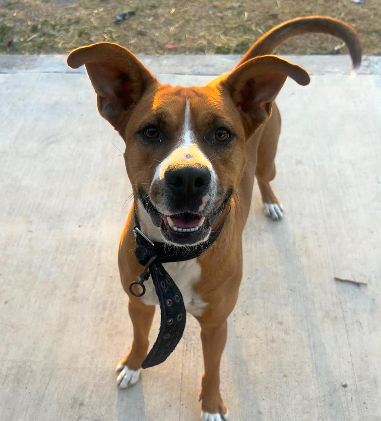 Enlarge Axel, a ADOPTABLE mixed breed in Boston, MA image 1/6