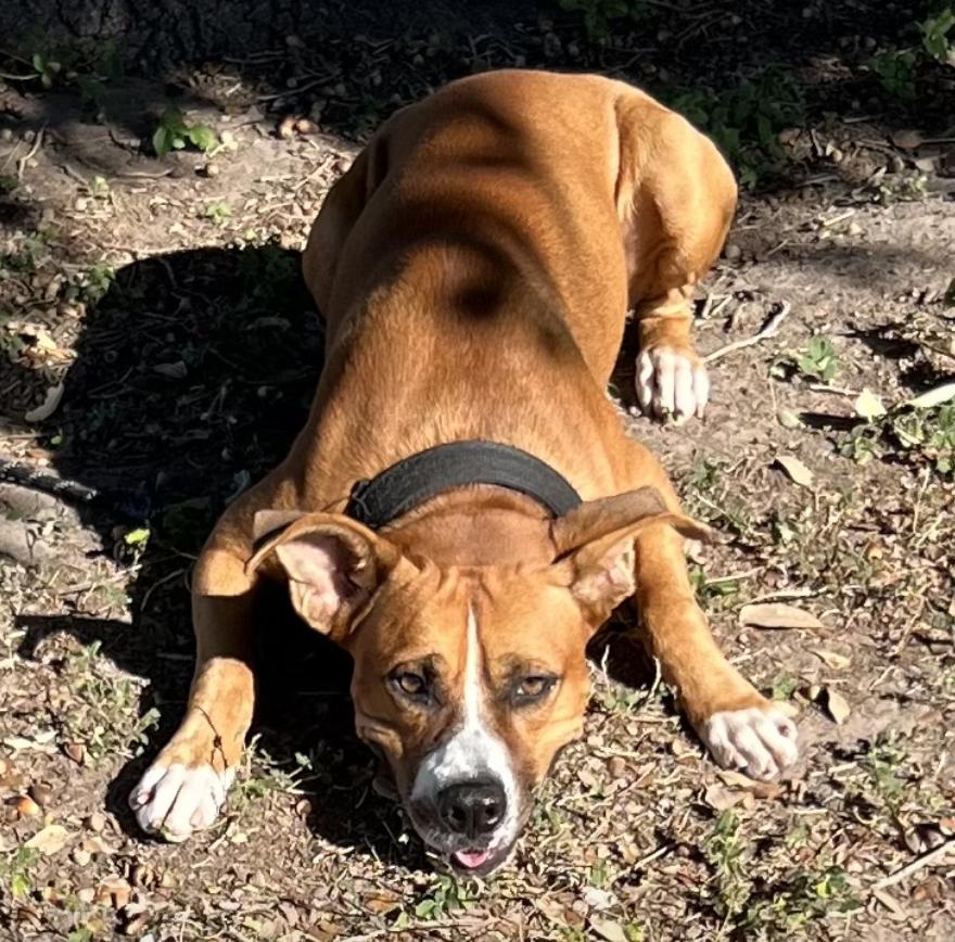 Enlarge Axel, a ADOPTABLE mixed breed in Boston, MA image 1/3