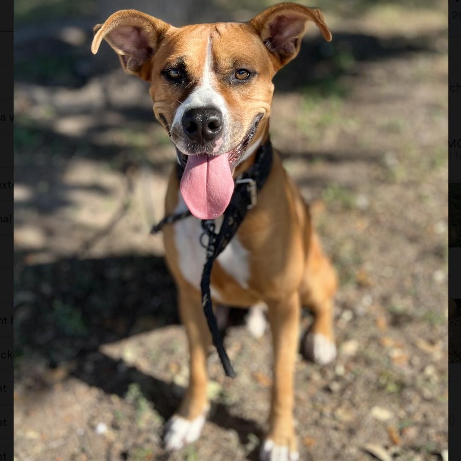 Enlarge Axel, a ADOPTABLE mixed breed in Boston, MA image 2/3