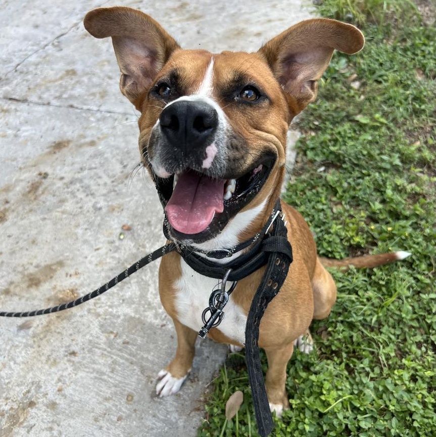 Enlarge Axel, a ADOPTABLE mixed breed in Boston, MA image 3/3