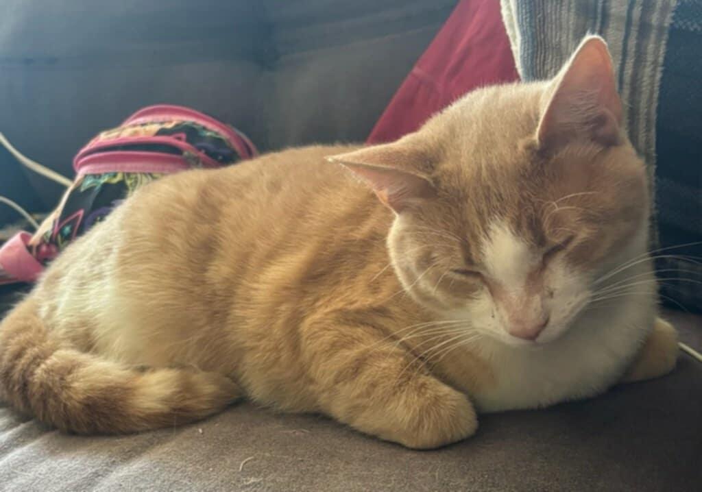 Julio (Courtesy Post), a ADOPTABLE Tabby in Talbott, TN image 4/6