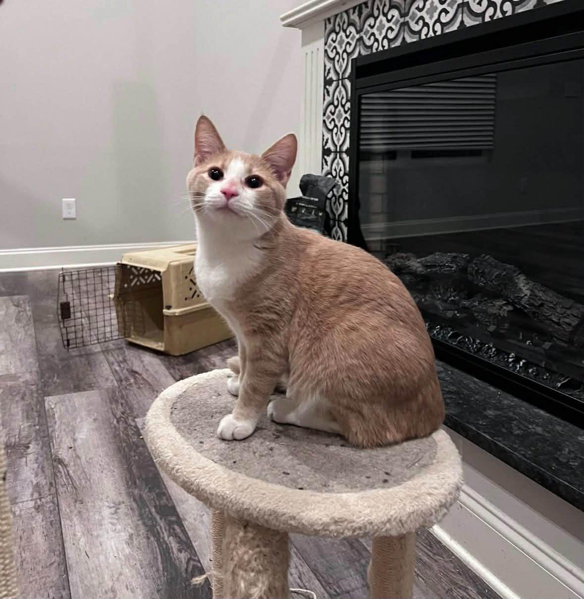 Julio (Courtesy Post), a ADOPTABLE Tabby in Talbott, TN image 2/6