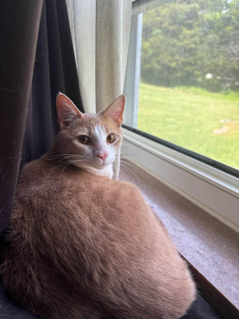 Julio (Courtesy Post), a ADOPTABLE Tabby in Talbott, TN image 3/6