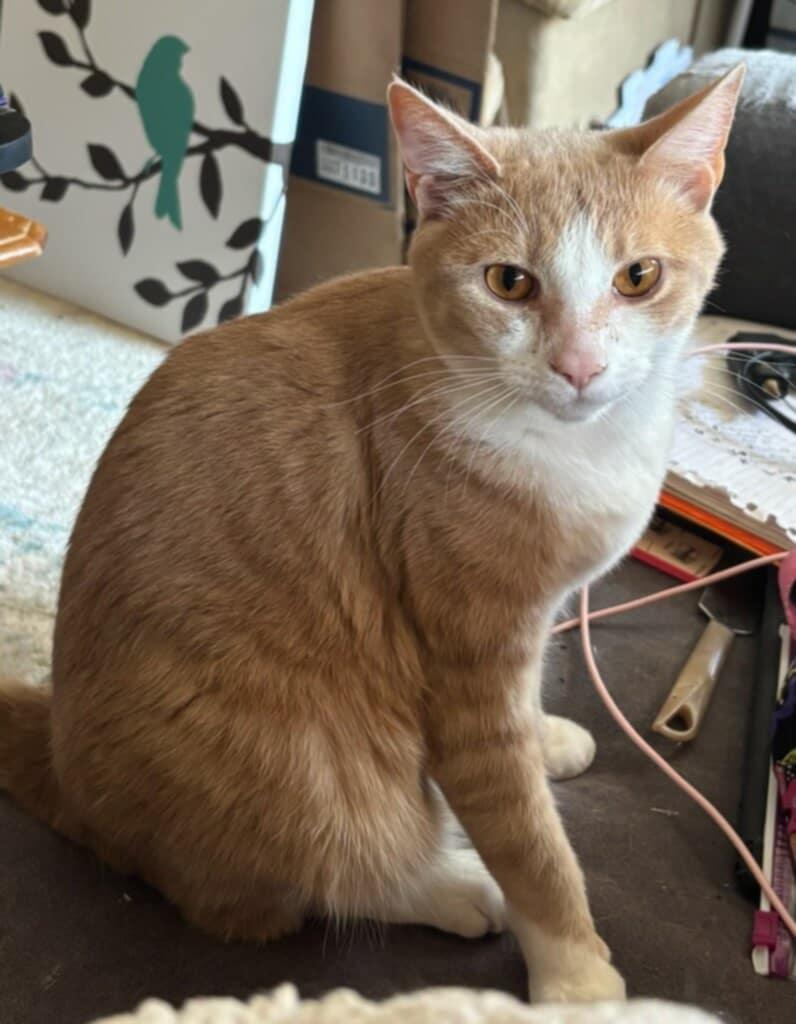 Julio (Courtesy Post), ADOPTABLE, Young Male Tabby.
