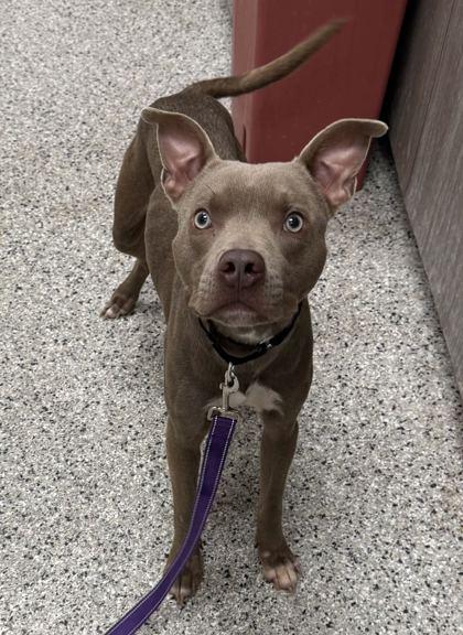 Monkey, Adopted, Adult Male Pit Bull Terrier & Mixed Breed.