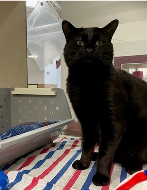 MARZIPAN, Adoptable, Young Male Domestic Short Hair.